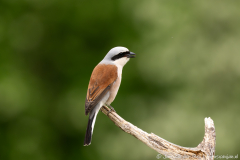 Grauwe klauwier,Koroška Slovenia,dieren,foto-locaties,natuur,vogels
