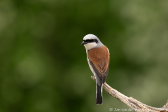 Grauwe klauwier,Koroška Slovenia,dieren,foto-locaties,natuur,vogels