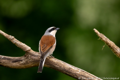 Grauwe klauwier,Koroška Slovenia,dieren,foto-locaties,natuur,vogels