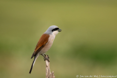 Grauwe klauwier,Koroška Slovenia,dieren,foto-locaties,natuur,vogels