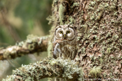 Koroška Slovenia,Ruigpootuil,Uilen,dieren,foto-locaties,natuur,vogels