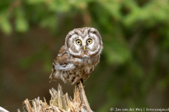 Koroška Slovenia,Ruigpootuil,Uilen,dieren,foto-locaties,natuur,vogels