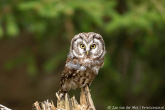Koroška Slovenia,Ruigpootuil,Uilen,dieren,foto-locaties,natuur,vogels