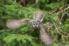 Koroška Slovenia,Ruigpootuil,Uilen,dieren,foto-locaties,natuur,vogels