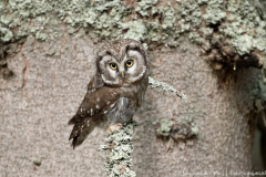 Koroška Slovenia,Ruigpootuil,Uilen,dieren,foto-locaties,natuur,vogels