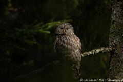 Koroška Slovenia,Oeraluil,Uilen,dieren,foto-locaties,natuur,vogels