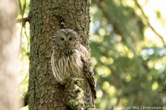 Koroška Slovenia,Oeraluil,Uilen,dieren,foto-locaties,natuur,vogels