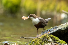 Koroška Slovenia,Roodbuikwaterspreeuw,dieren,foto-locaties,natuur,vogels