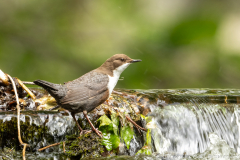 Ormož Slovenia,Roodbuikwaterspreeuw,dieren,foto-locaties,natuur,vogels