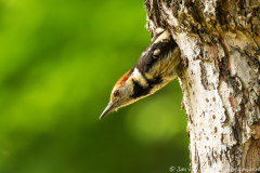 Middelste bonte specht,Ormož Slovenia,dieren,foto-locaties,natuur,vogels