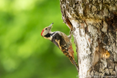 Middelste bonte specht,Ormož Slovenia,dieren,foto-locaties,natuur,vogels