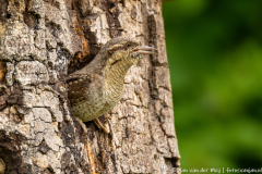 Draaihals,Ormož Slovenia,dieren,foto-locaties,natuur,vogels