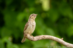 Draaihals,Ormož Slovenia,dieren,foto-locaties,natuur,vogels