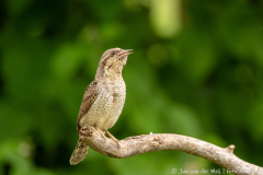 Draaihals,Ormož Slovenia,dieren,foto-locaties,natuur,vogels
