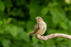 Draaihals,Ormož Slovenia,dieren,foto-locaties,natuur,vogels