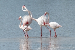 Flamingo, Spain Andalusia