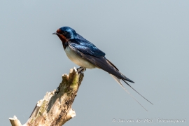 Barn swallow - The Netherlands (Oostvaardersplassen)