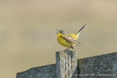Greater Yellow Wagtail