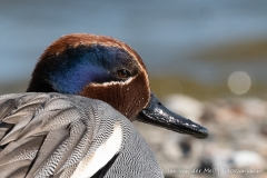 Wintertaling