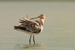 Grutto