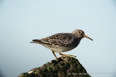Paarse strandloper