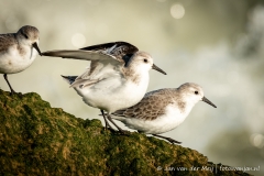 Drieteenstrandloper