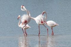 Flamingo, Spanje Andalusie