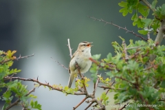Rietzanger, Balgzandpolder Den Helder