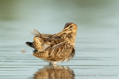 Watersnip