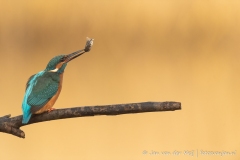 IJsvogel