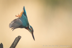 IJsvogel