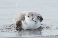 Drieteenstrandloper