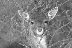 Damhert Amsterdamse Waterleidingduinen