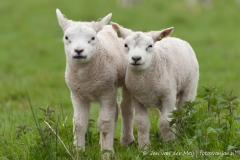 Voorjaar! Lammetjes in Diemen