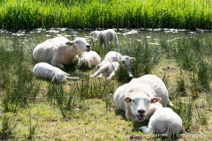 Schapen Naarderplassen bij hitte