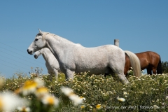 Paarden Andalusie
