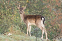 Damhert Amsterdamse Waterleidingduinen