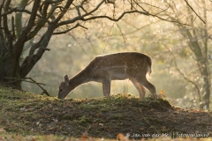 Fallow deer Amsterdamse Waterleidingduinen