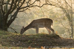 Damhert Amsterdamse Waterleidingduinen