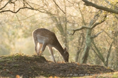 Damhert Amsterdamse Waterleidingduinen