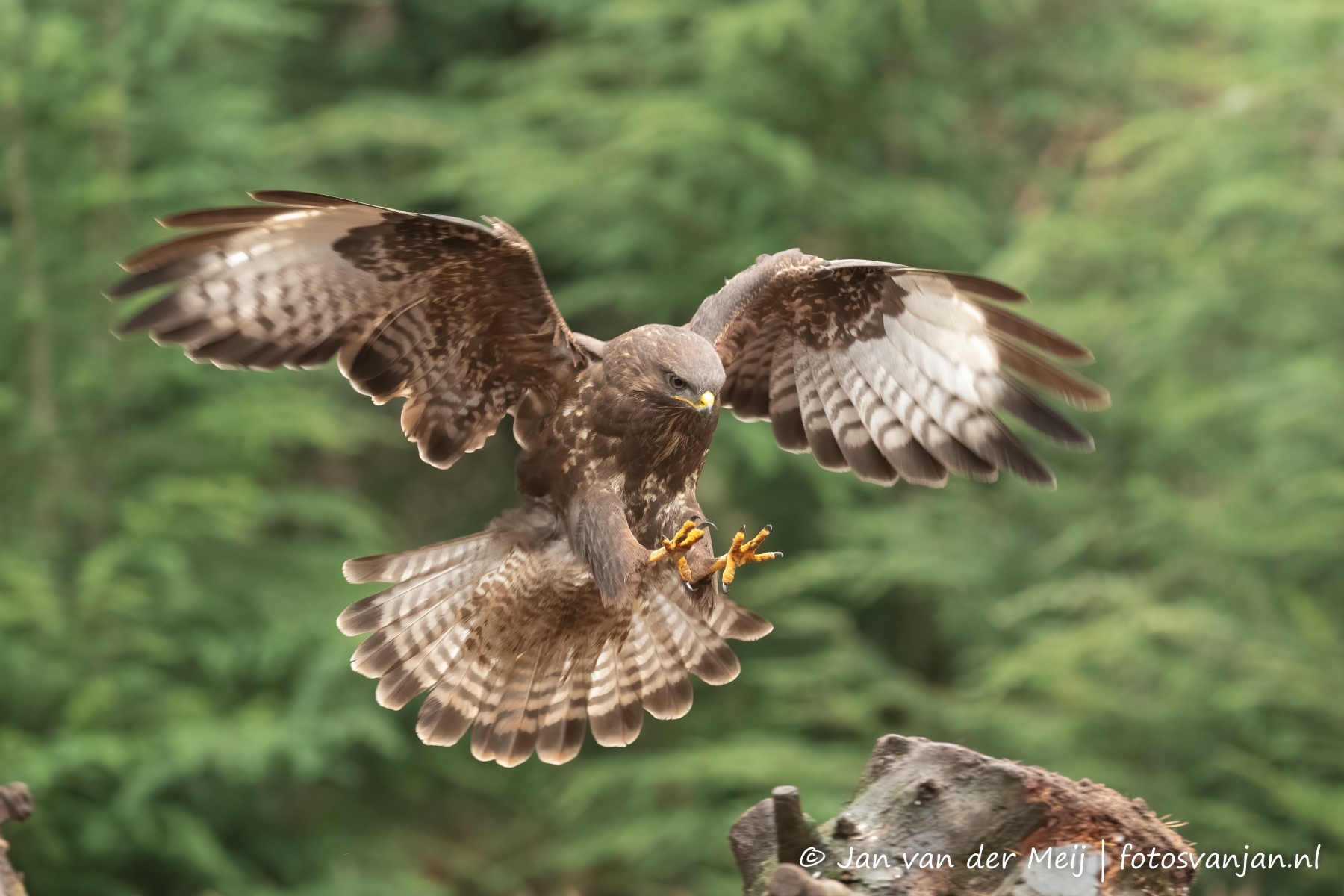 Photography by Jan van der Meij - Buzzard