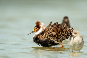 Wommels, Skriezelân – tijd voor de Kemphaan!